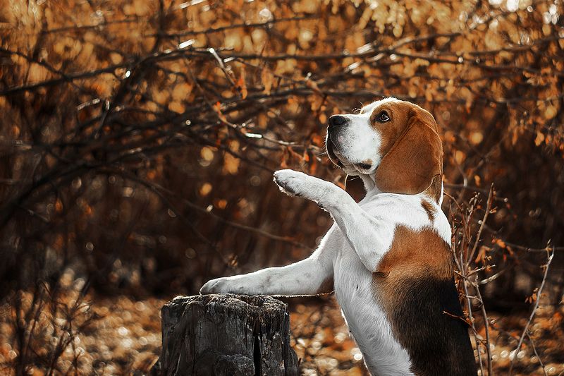 собака, анималистика, осень, поле, бигль Бигли фото превью
