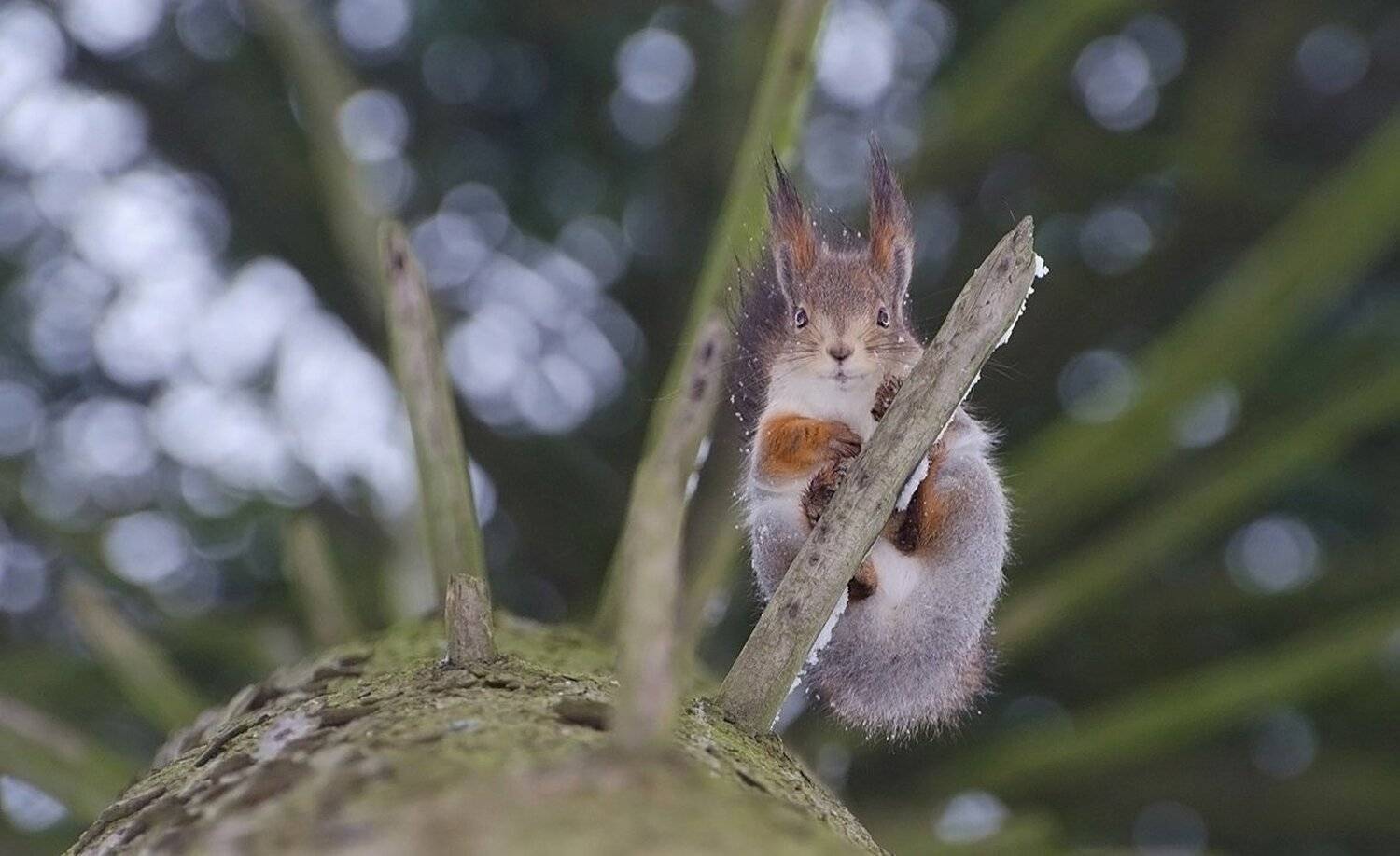белка, Михаил Агеев