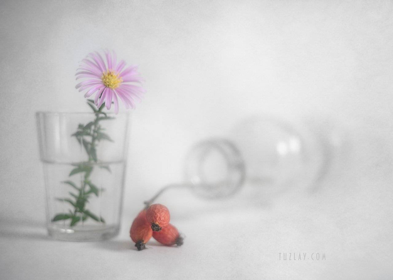 астры, кустовые астры, сентябринки, сентябрики, Владимир Тузлай