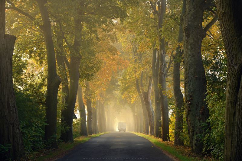 tree tunnel road path foggy mist dranikowski magic autumn fall trees light Tree Tunnel фото превью