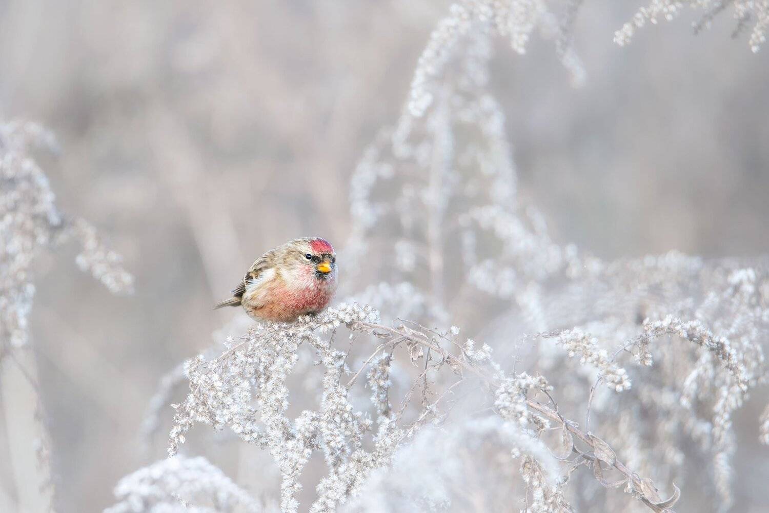 , Arkadiusz Michalak