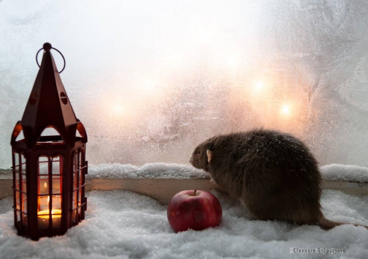 , Eleonora Grigorjeva