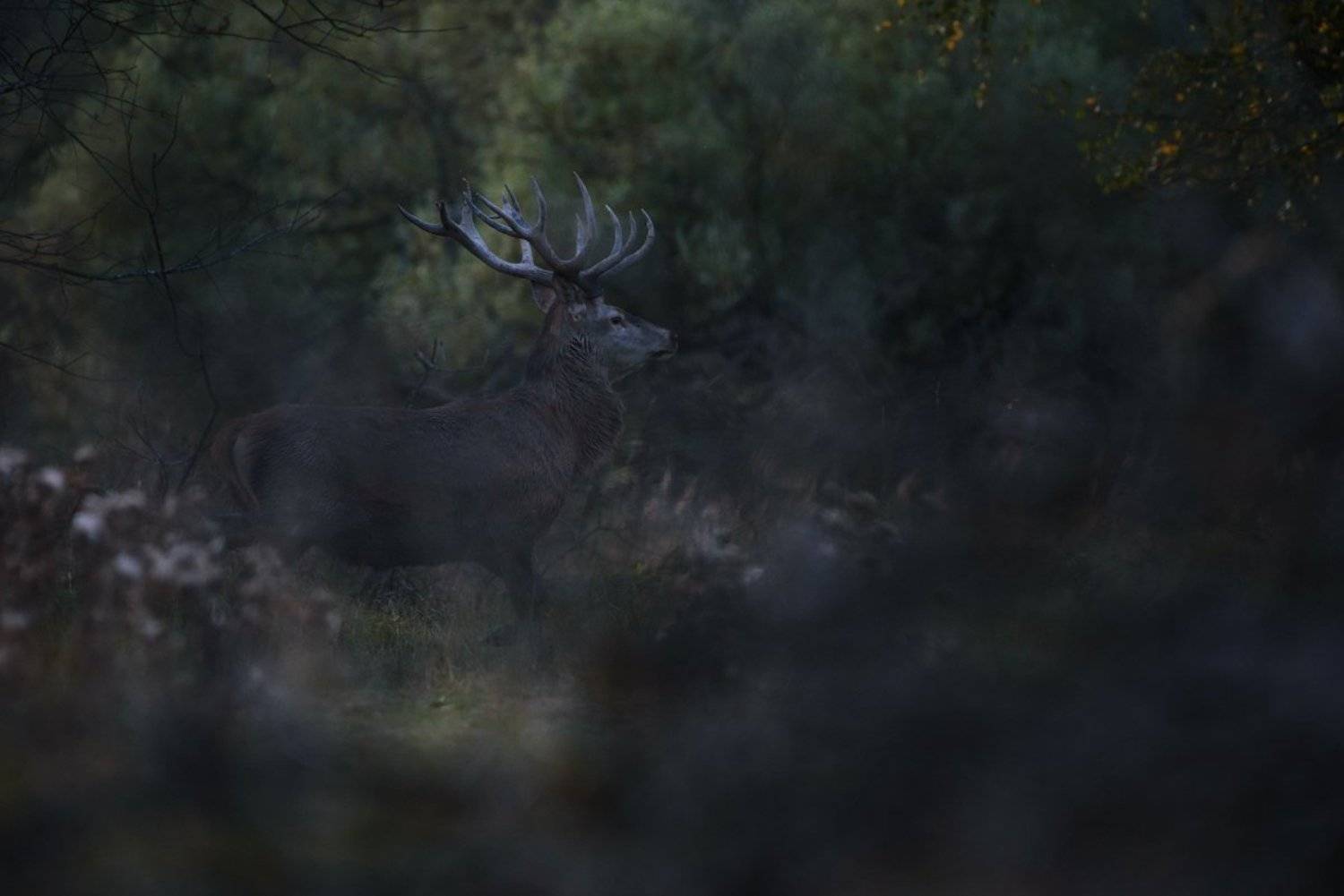 благородный олень, олень, лес, гон, калужская область, рога, Игорь Зубков