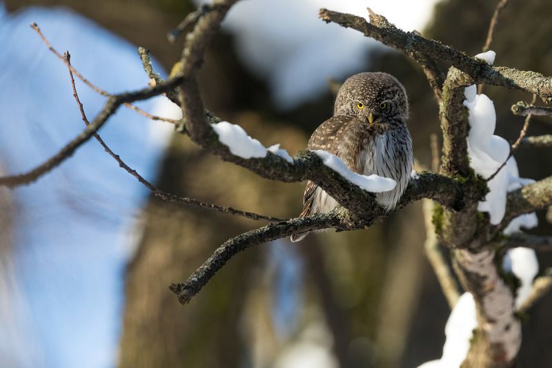 Взгляд фото превью