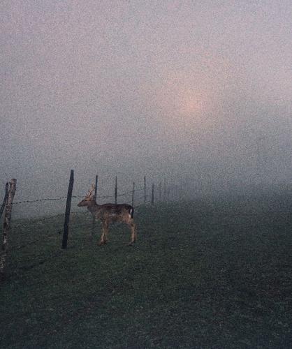 Maral in fog