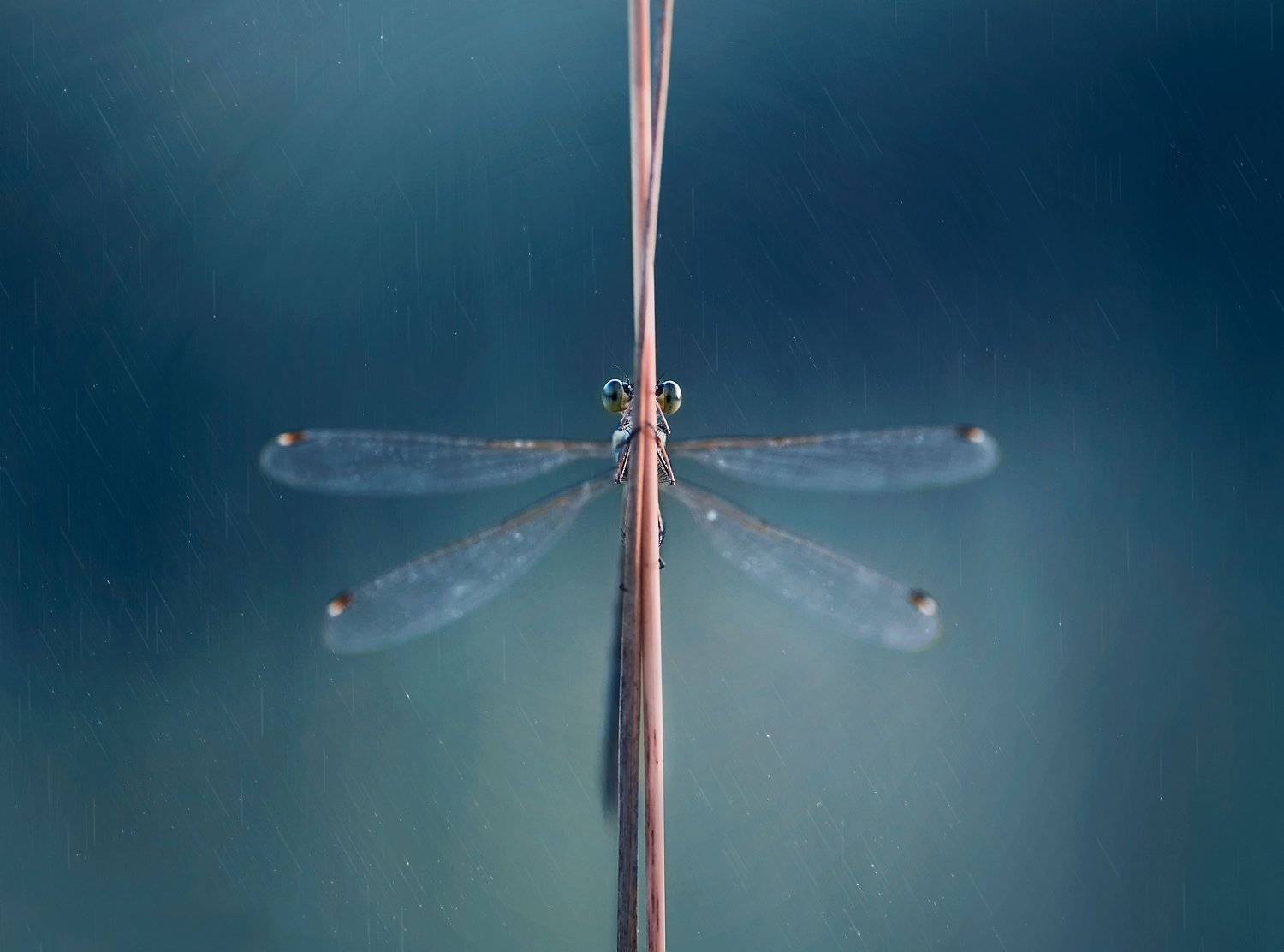 макро, природа, стрекоза, стрекоза стрелка, Чернобай Анна