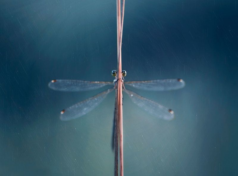 макро, природа, стрекоза, стрекоза стрелка  фото превью