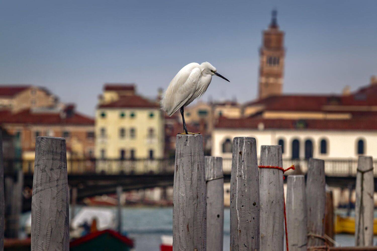 венеция, италия, Александр Безмолитвенный