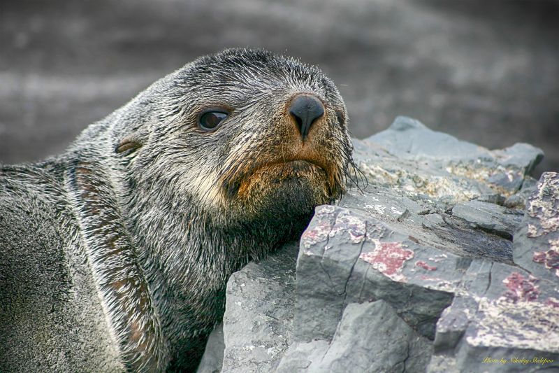 Антарктида 24 фото превью