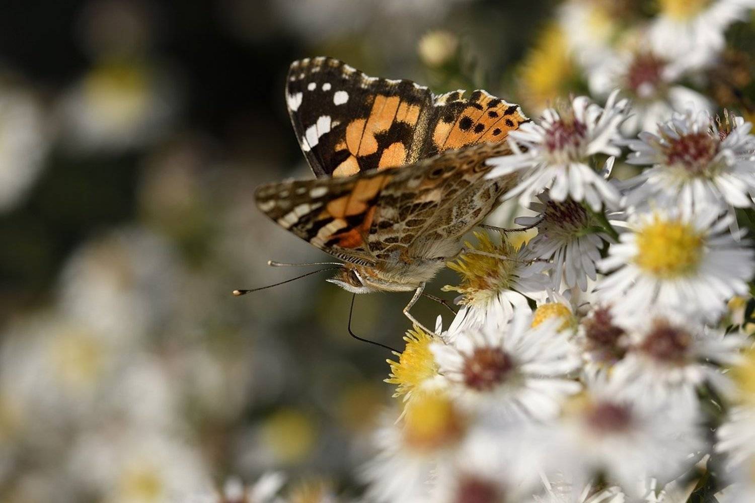 бабочка butterfly slovakia, Jaroslav Mego