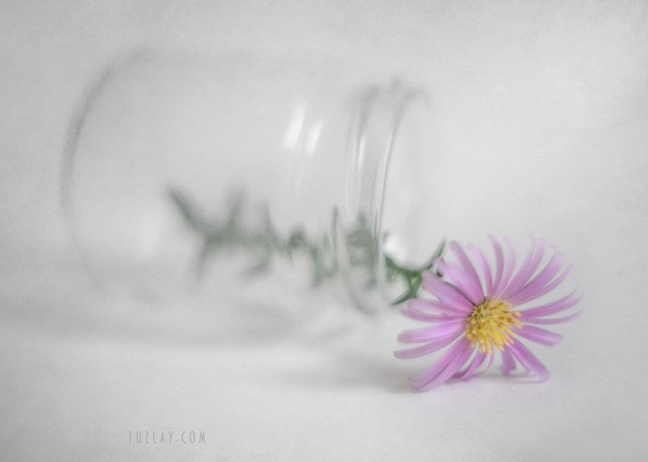 астры, кустовые астры, сентябринки, сентябрики, софт фокус, Владимир Тузлай