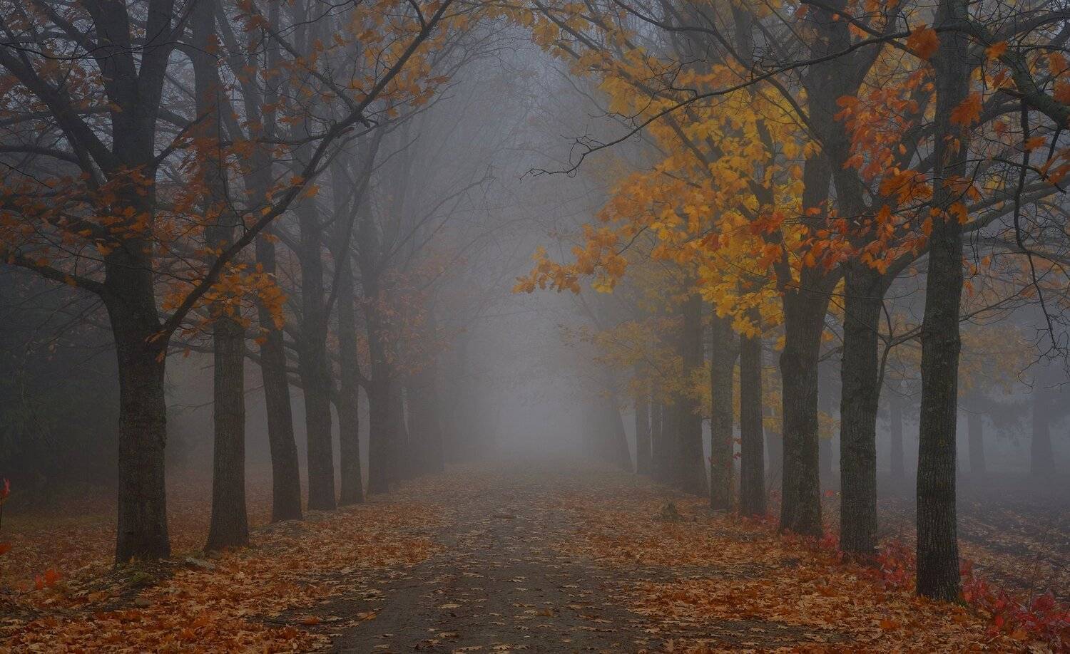 осень рассвет аллея туман, Александр Жарников