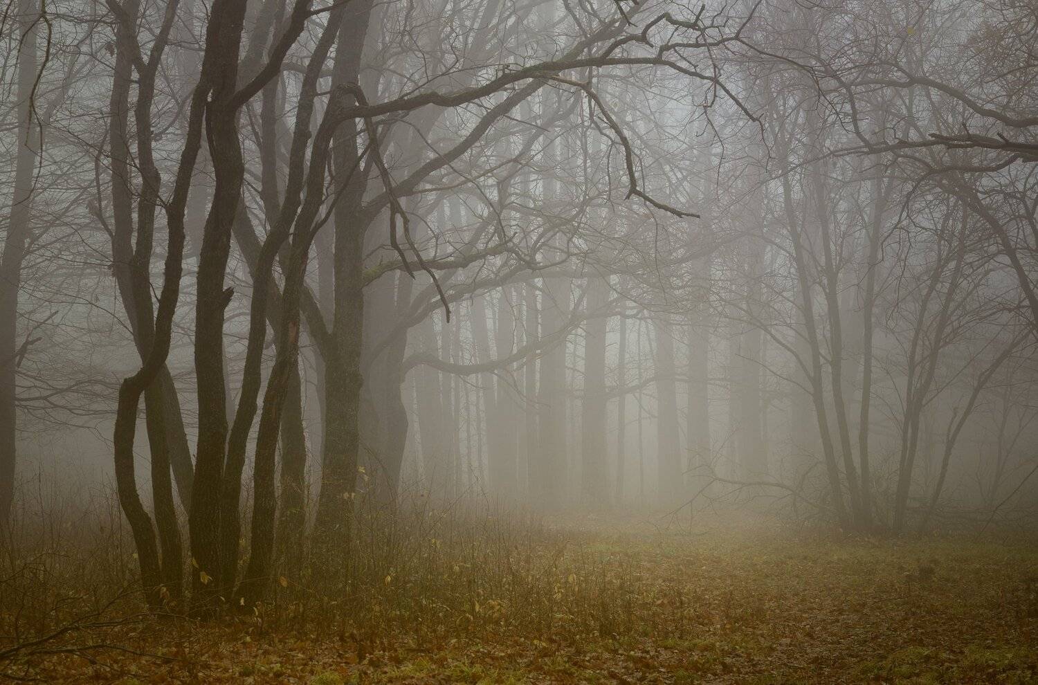 осень рассвет лес листва туман, Александр Жарников