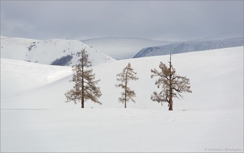 Три поколения