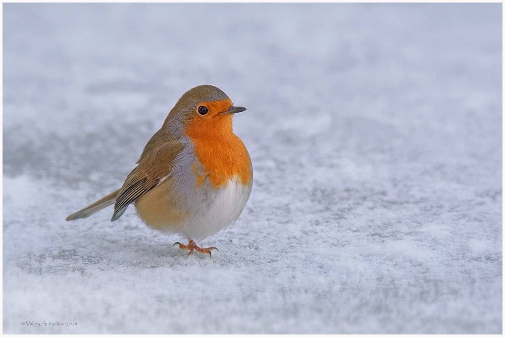 , Валерий Субачев