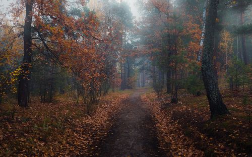 Осень...Сырая осень. Мгла и печальный путь