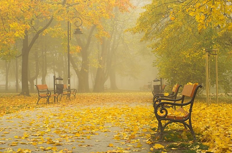 mglisty poranek w parku фото превью