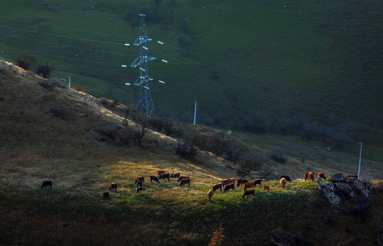 горы,осень,природа,коровы,пастбище.., Marat Magov