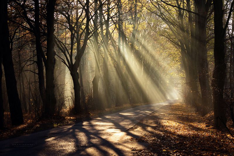 sun rays shining through trees road mist path foggy magic dranikowski autumn light beams Sun rays shining through trees фото превью