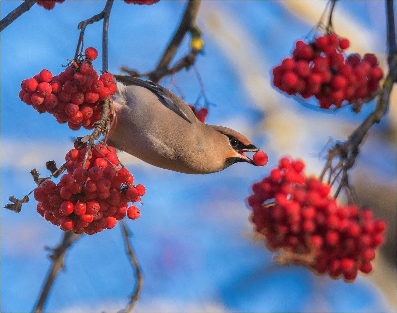 , Руслан Сигушин