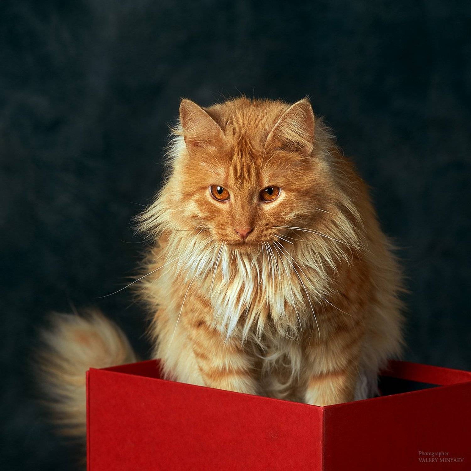 , Миняев Валерий