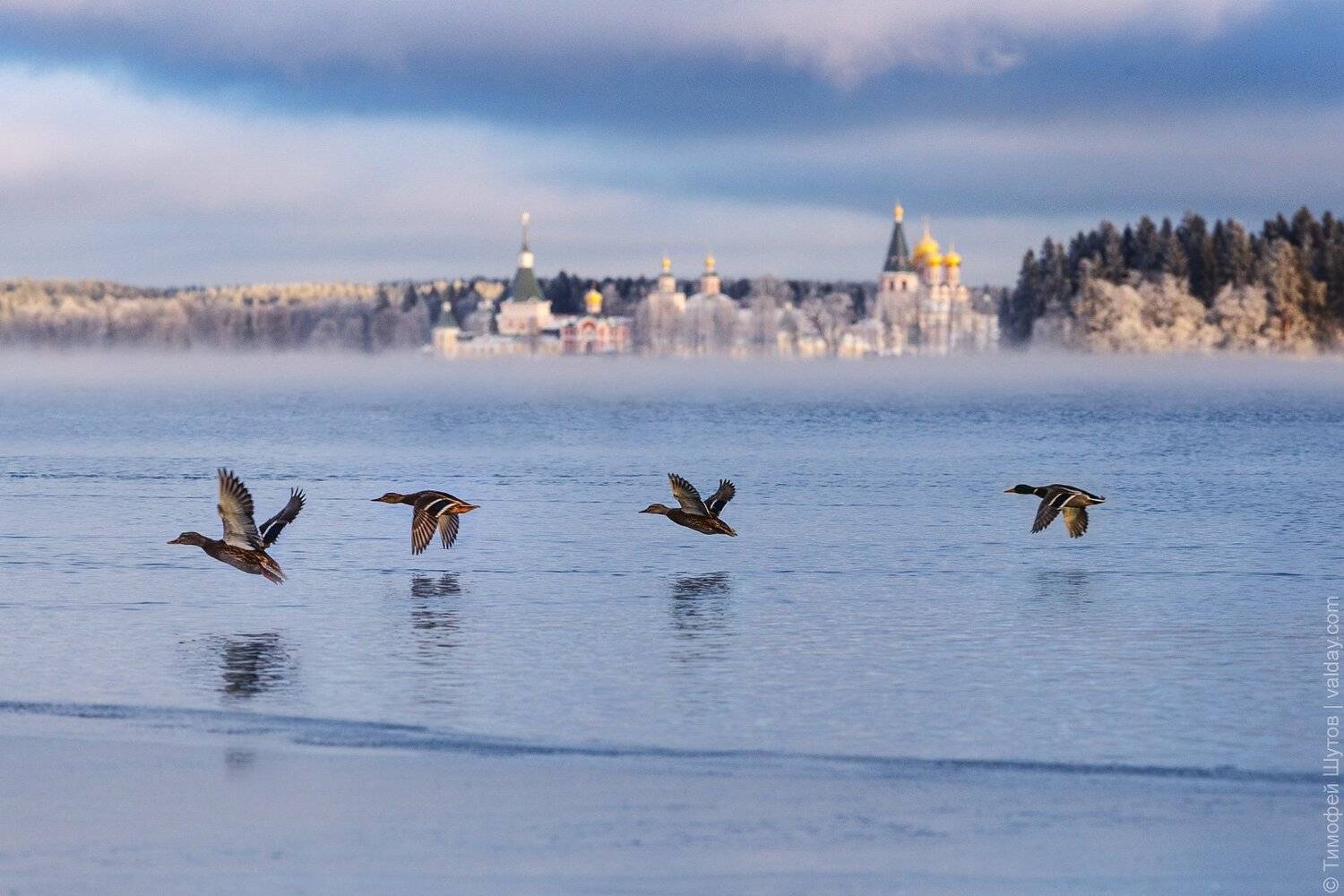 валдай, Тимофей Шутов