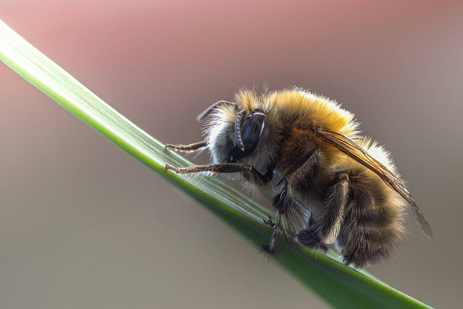 macro,макро, Евгений Лукашук