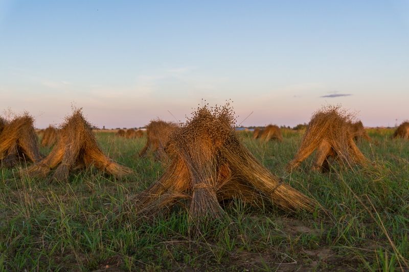 pskov, pleskau, псков, landscape, природа, сноп, снопы, nature, nikon, nikonrussia Снопы фото превью
