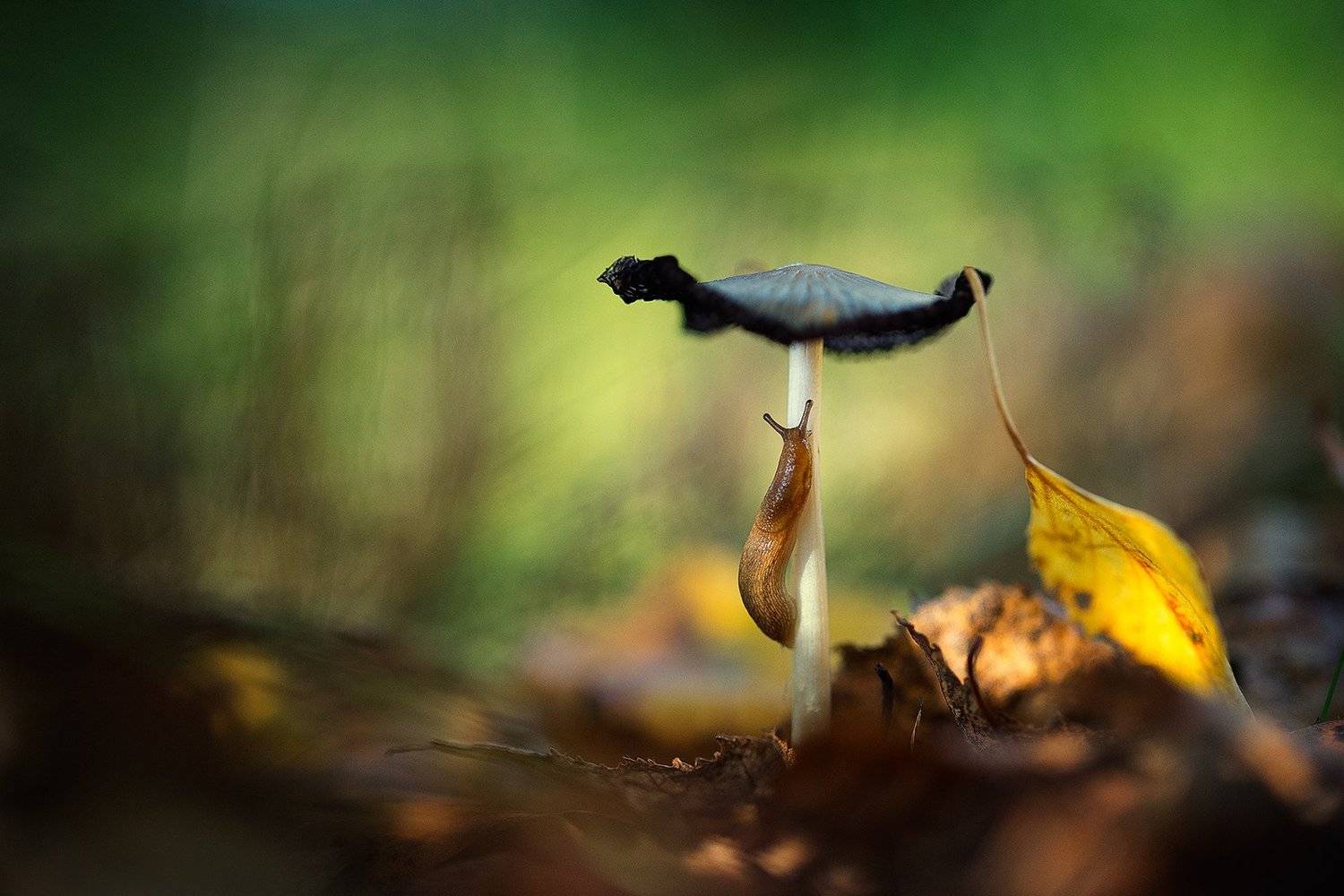 nature,slug,wild,wildlife,beautiful,mushroom,mushrooms,faerie,fairy,, Georgi Georgiev
