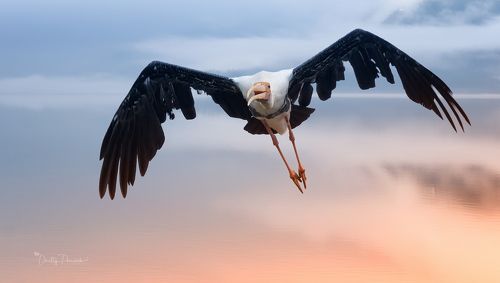Рассветный полет
