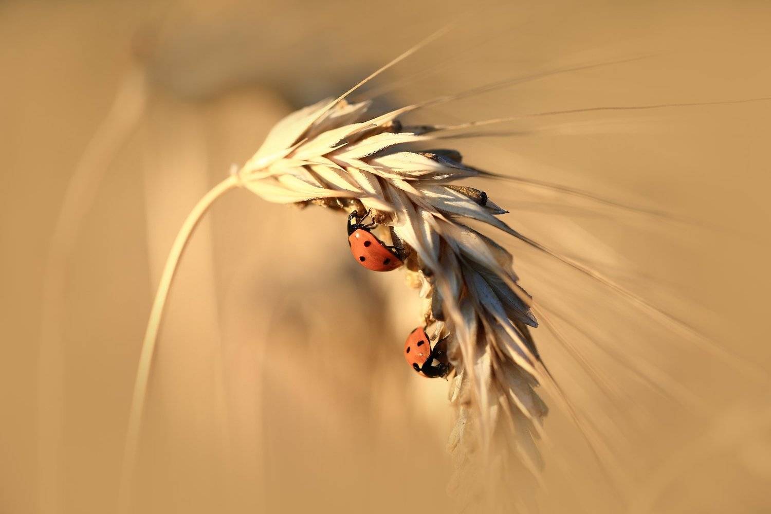 Лето,поле,колос,солнце., Viktor Schneider