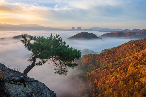 The Last Pine