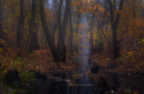 Поселилась осень на лесной речушке