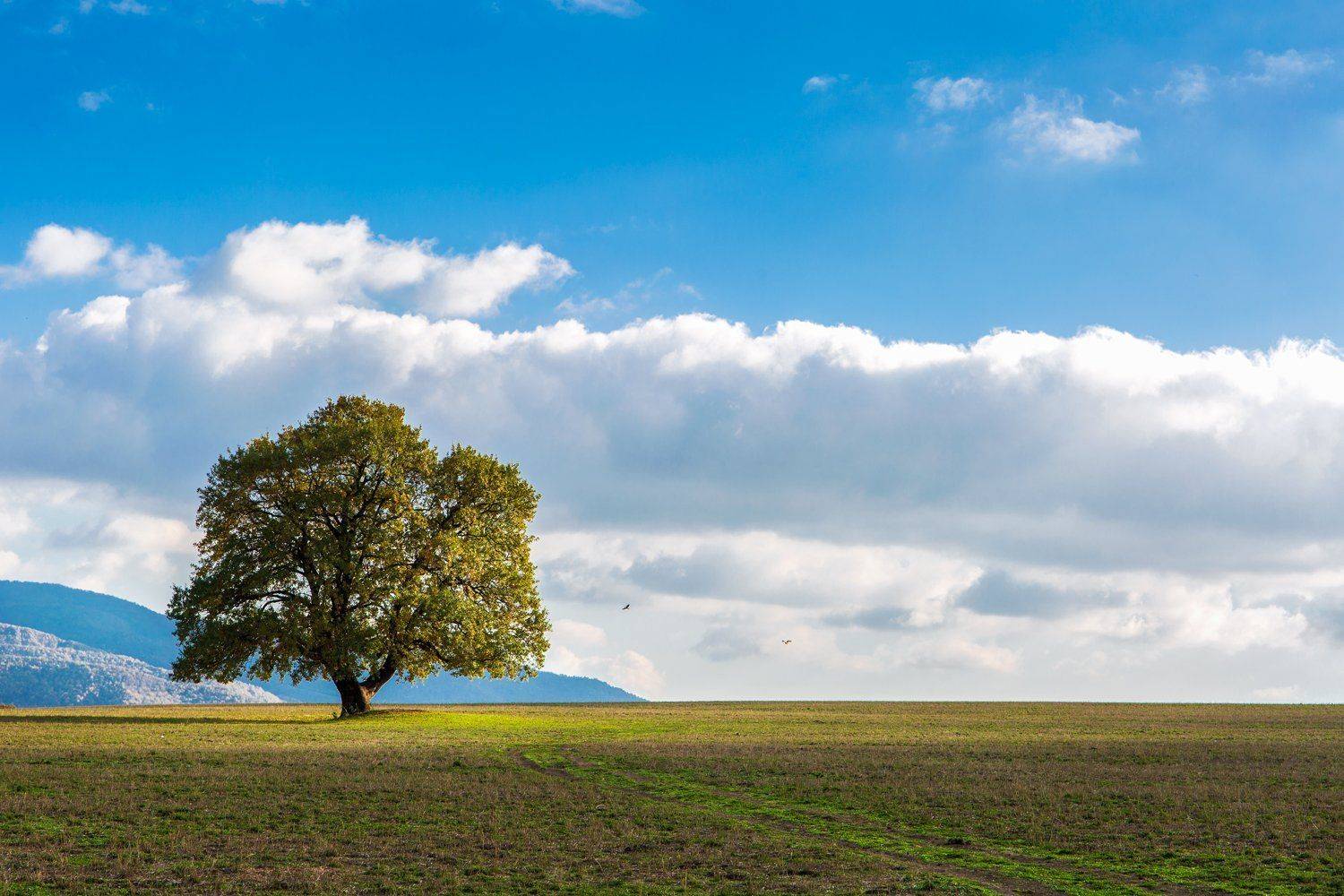дерево, поле, пейзаж, облака, Денис Свечников
