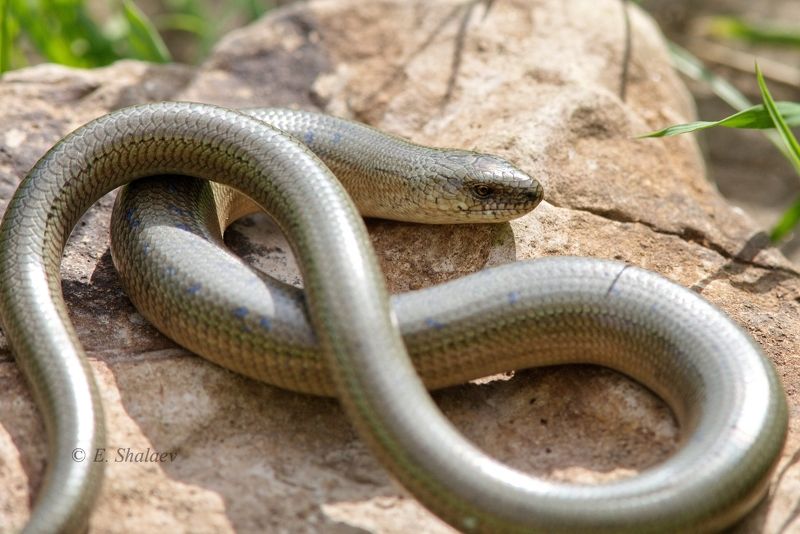 lizards,reptilia,ящерица,рептилии,ломкая веретеница,безногая ящерица,anguis fragilis А ноги где ??? фото превью