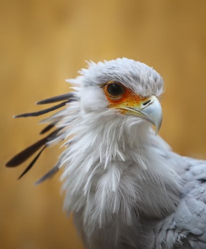 Bird Secretary