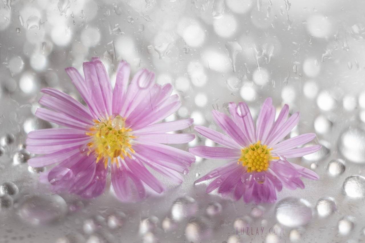 астра, софт фокус, капельки, боке, bkeh, сентябринка, сентябрик, Владимир Тузлай