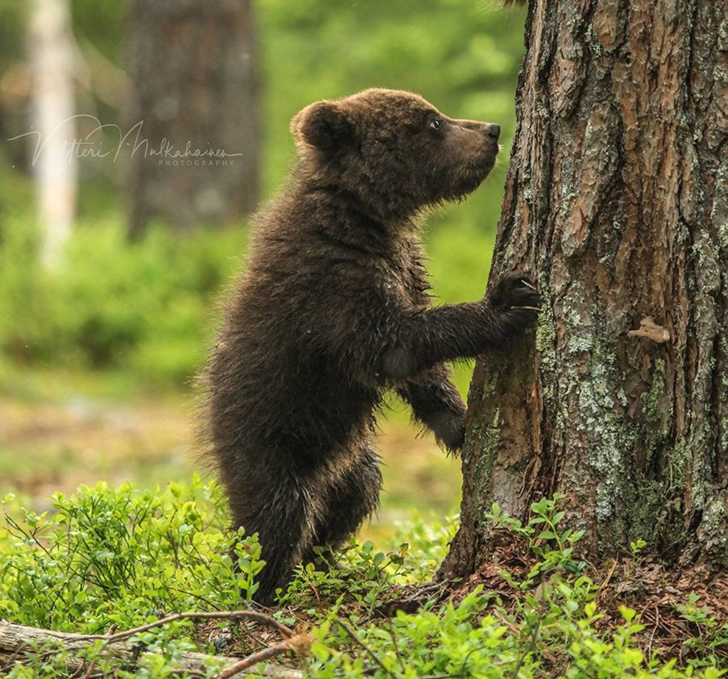 , Valtteri Mulkahainen