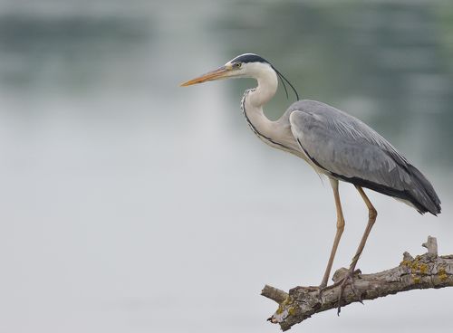 Grey heron