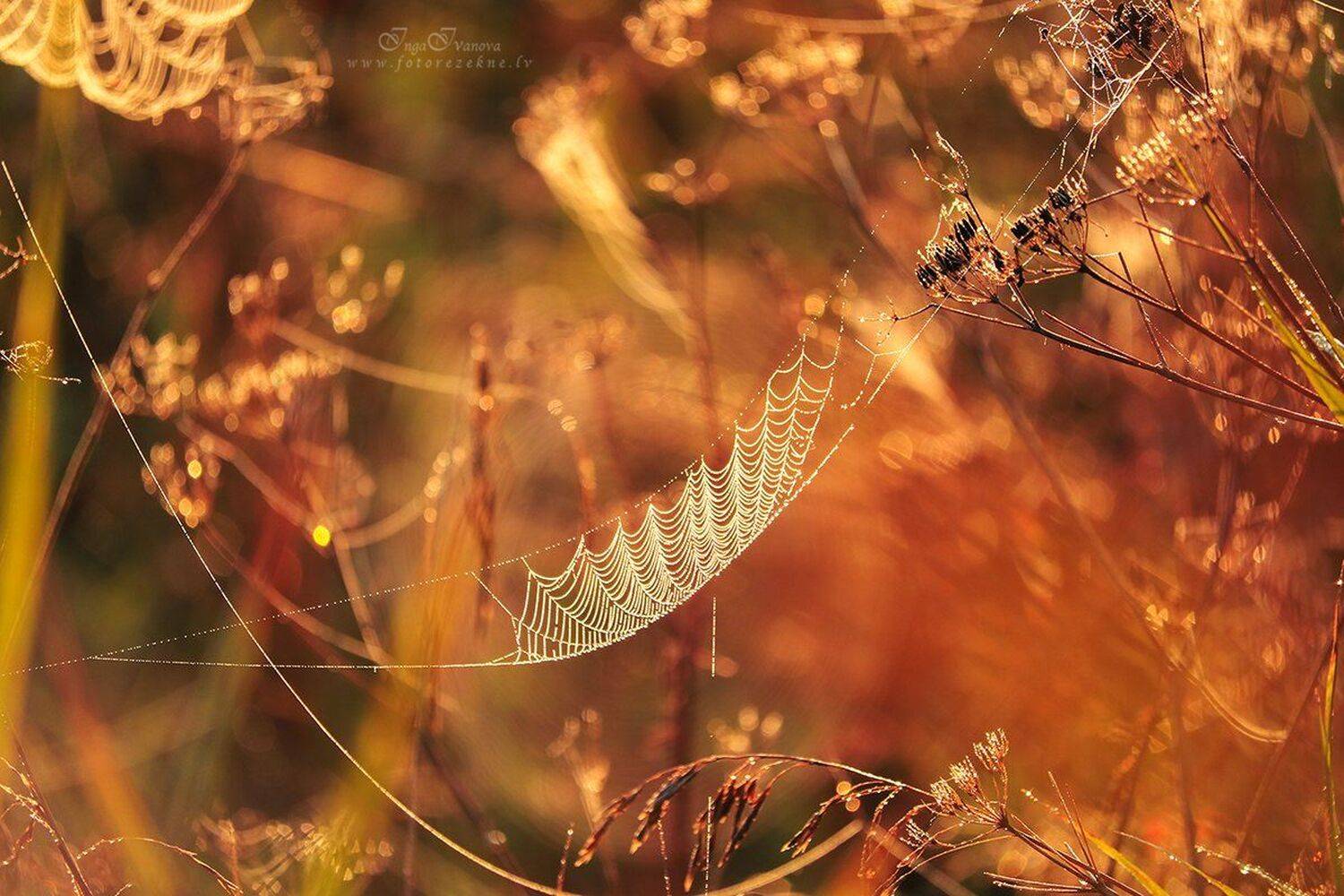 паутинки, Инга Иванова