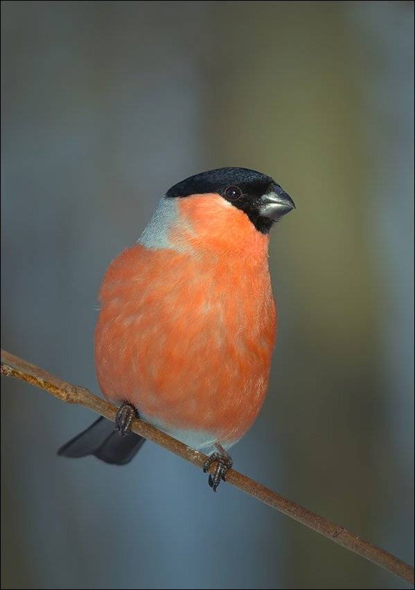 снегирь, Андрей Медведев