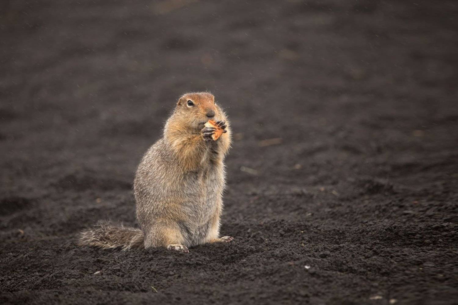 животные,камчатка,россия,портрет,евражка,природа,фототур, Elena Pakhalyuk