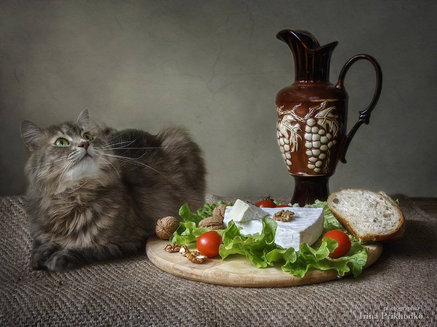 животные, кошка Масяня, любопытство, напи любимцы, еда, натюрморт, сыр бри, зелень, помидоры, орехи,, Ирина Приходько