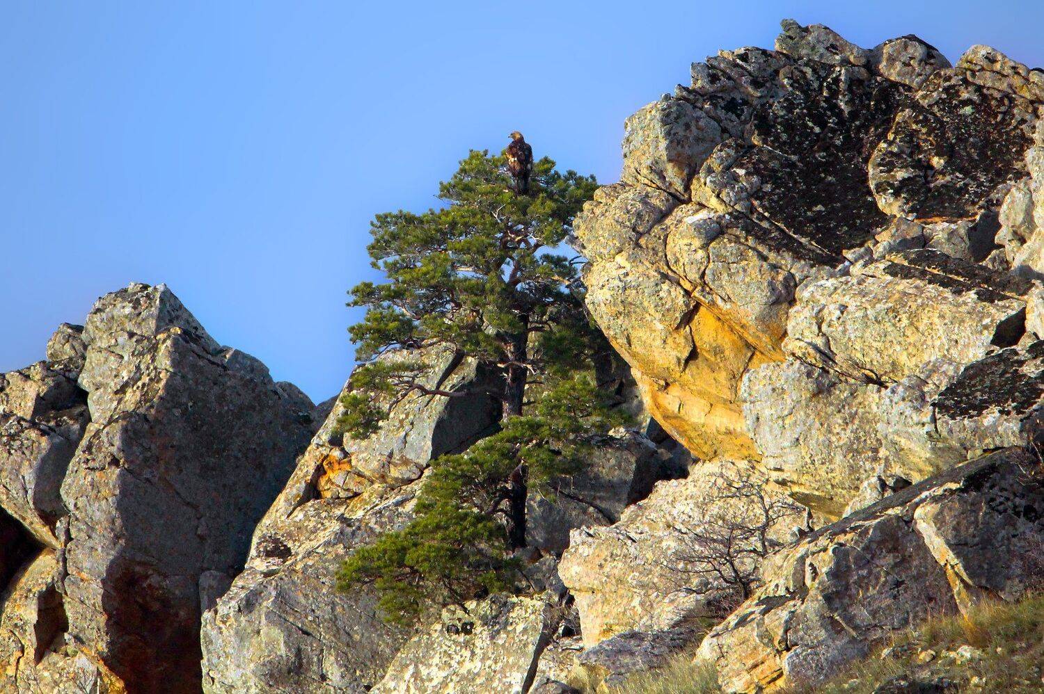 горы,осень,природа,орёл,деревья,сосны, Marat Magov