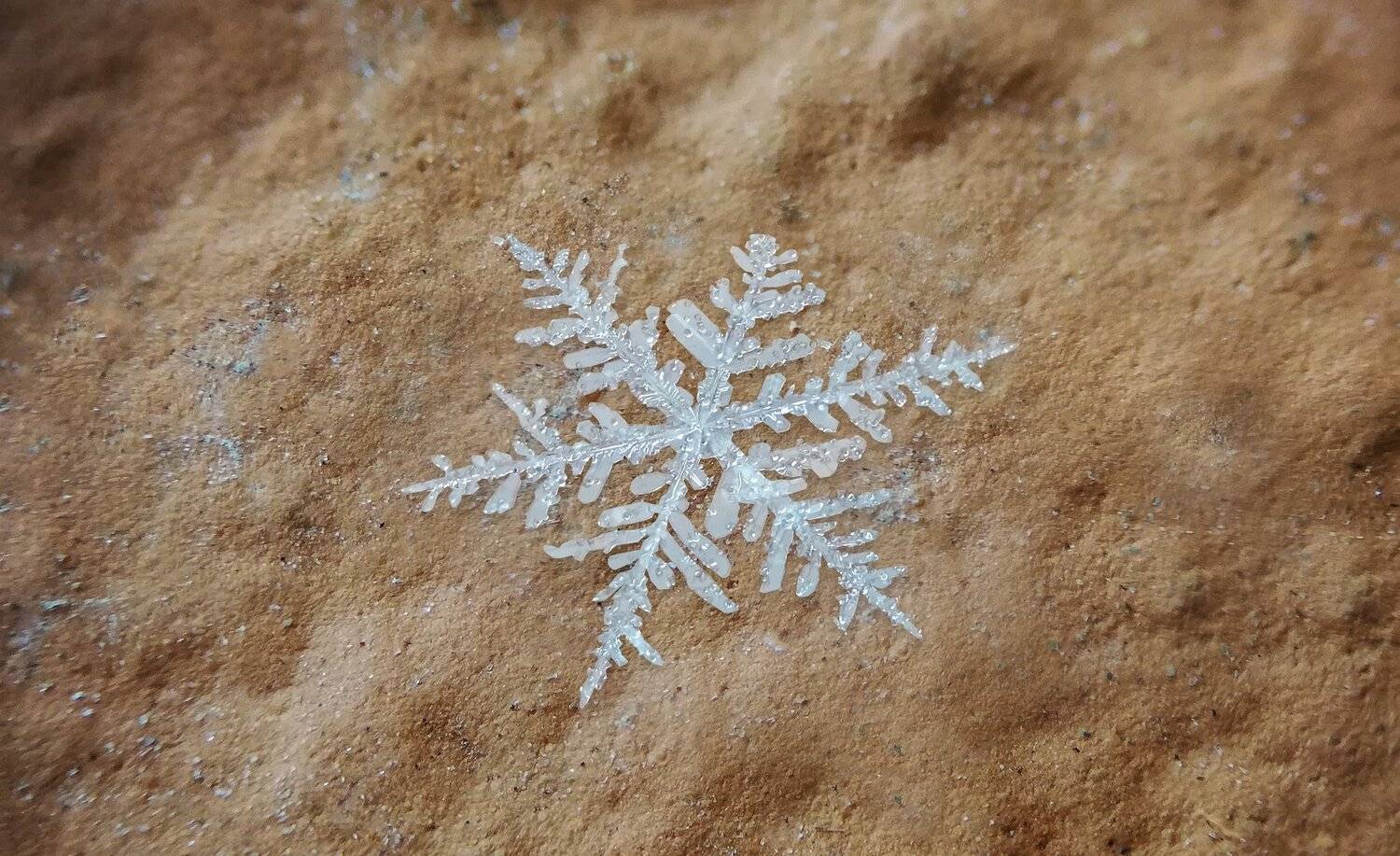 ceclii, macro, extrememacro, Tsvetan Ganev