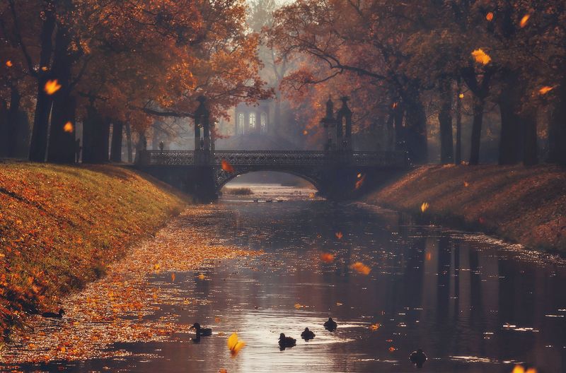 питер, царское село, царское, александровский, александровский парк, пушкин, питер, пейзаж, landscape, tsarskoyeselo, autumn, городской пейзаж, санкт-петербург Свет осени ушедшей. . . фото превью