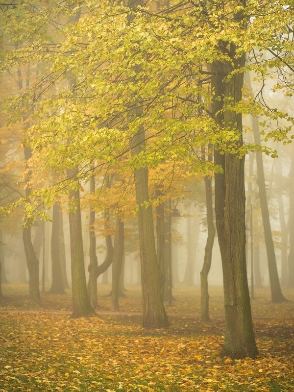 jesień w parku фото превью