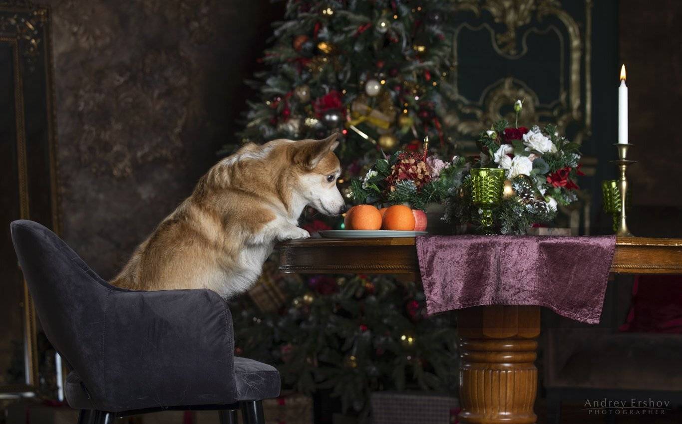 , Андрей Ершов