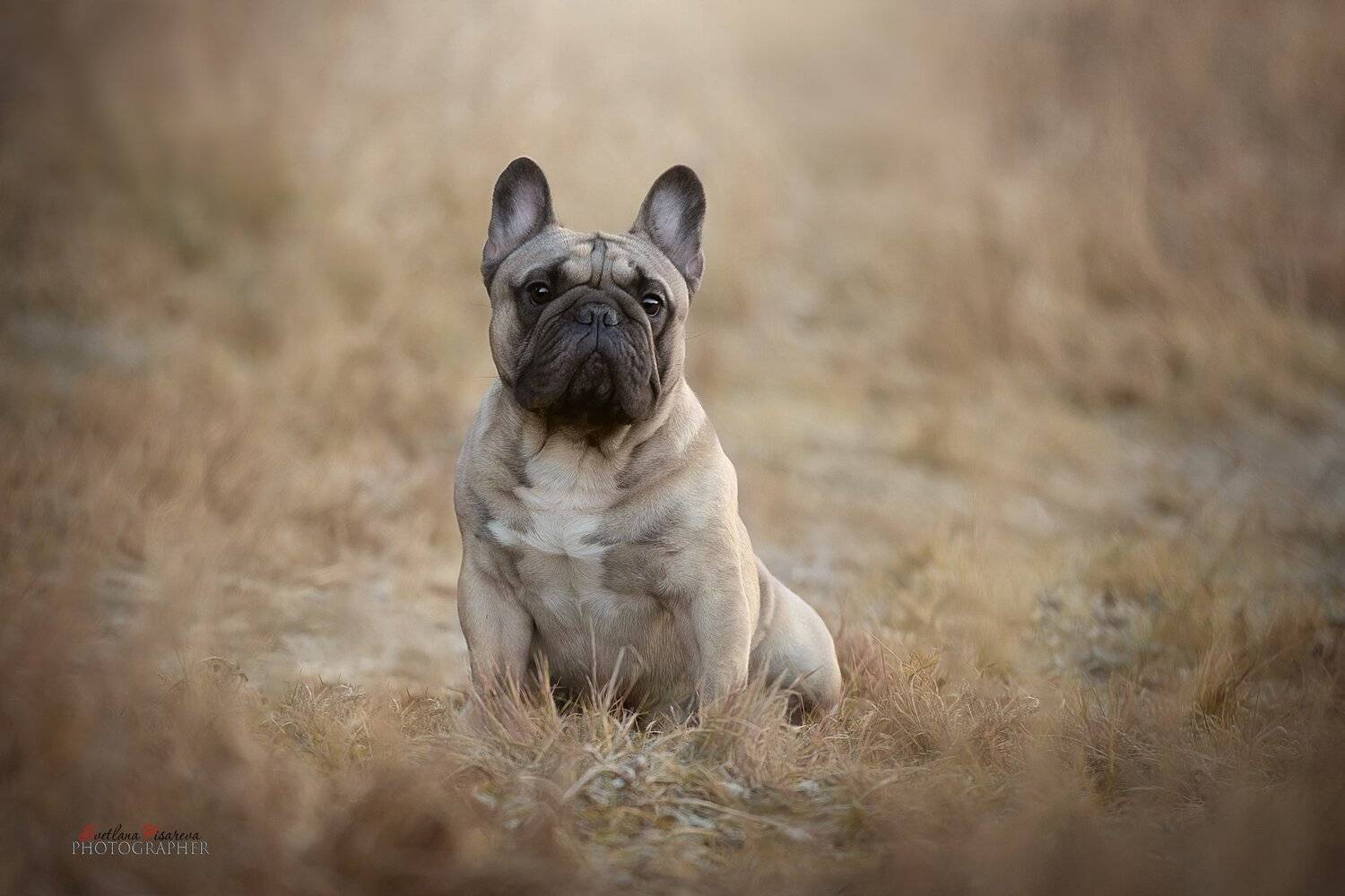 , Светлана Писарева
