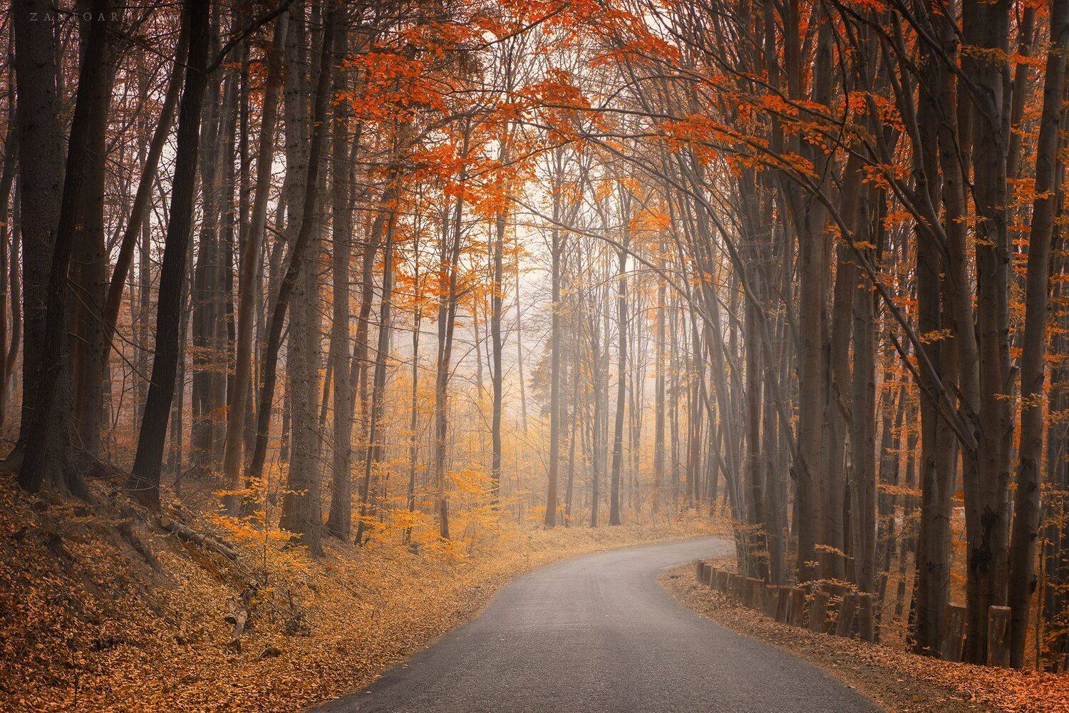 настроение, осень, лес, путешествие, ноябрь, листья, красочные, чешская республика, туман, туман, вуаль, zanfoar,чехия, Zanfoar